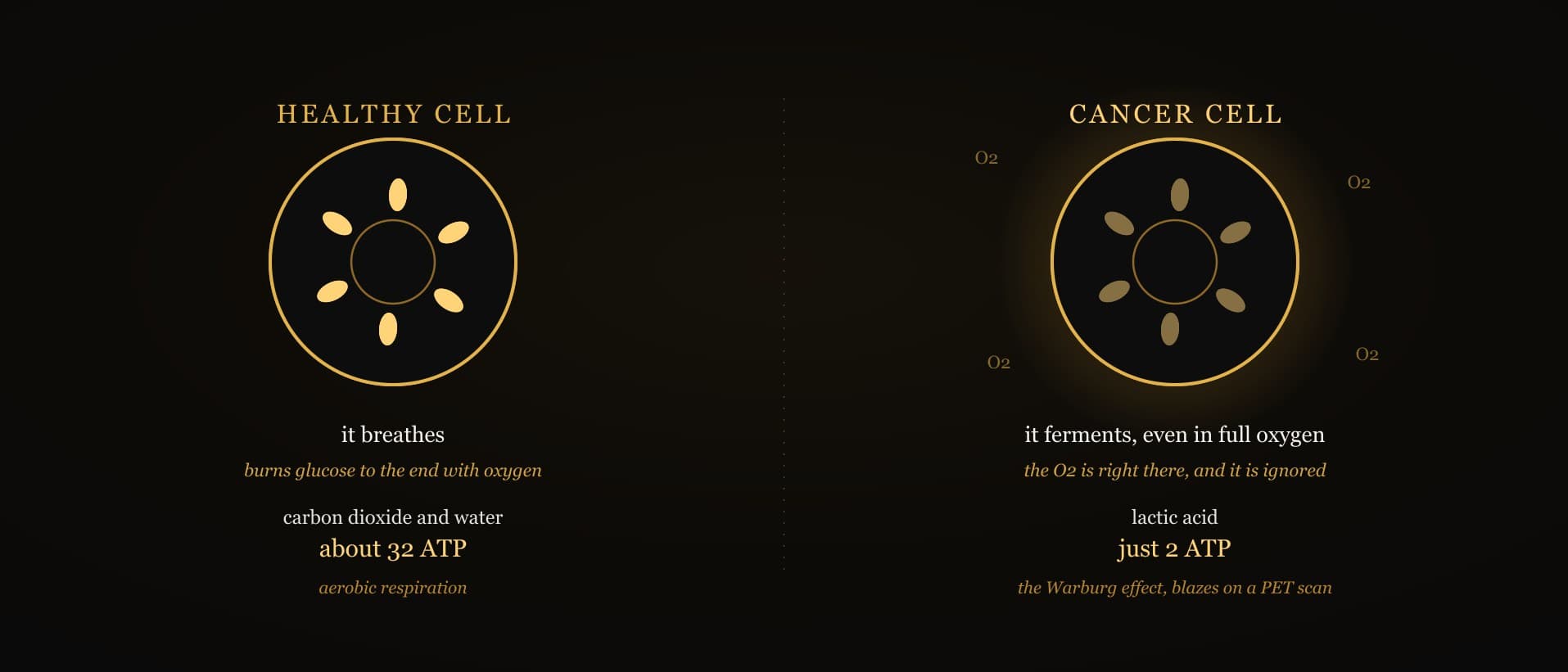 A labelled aurum diagram on obsidian contrasting two cells: a normal cell running aerobic respiration through its mitochondria to carbon dioxide and water, and a cancer cell diverting glucose to lactic acid fermentation even with oxygen present, the Warburg effect, with a bright PET-scan glow marking the tumour's heavy sugar uptake.