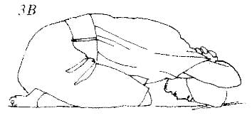 Pose 3, view 2