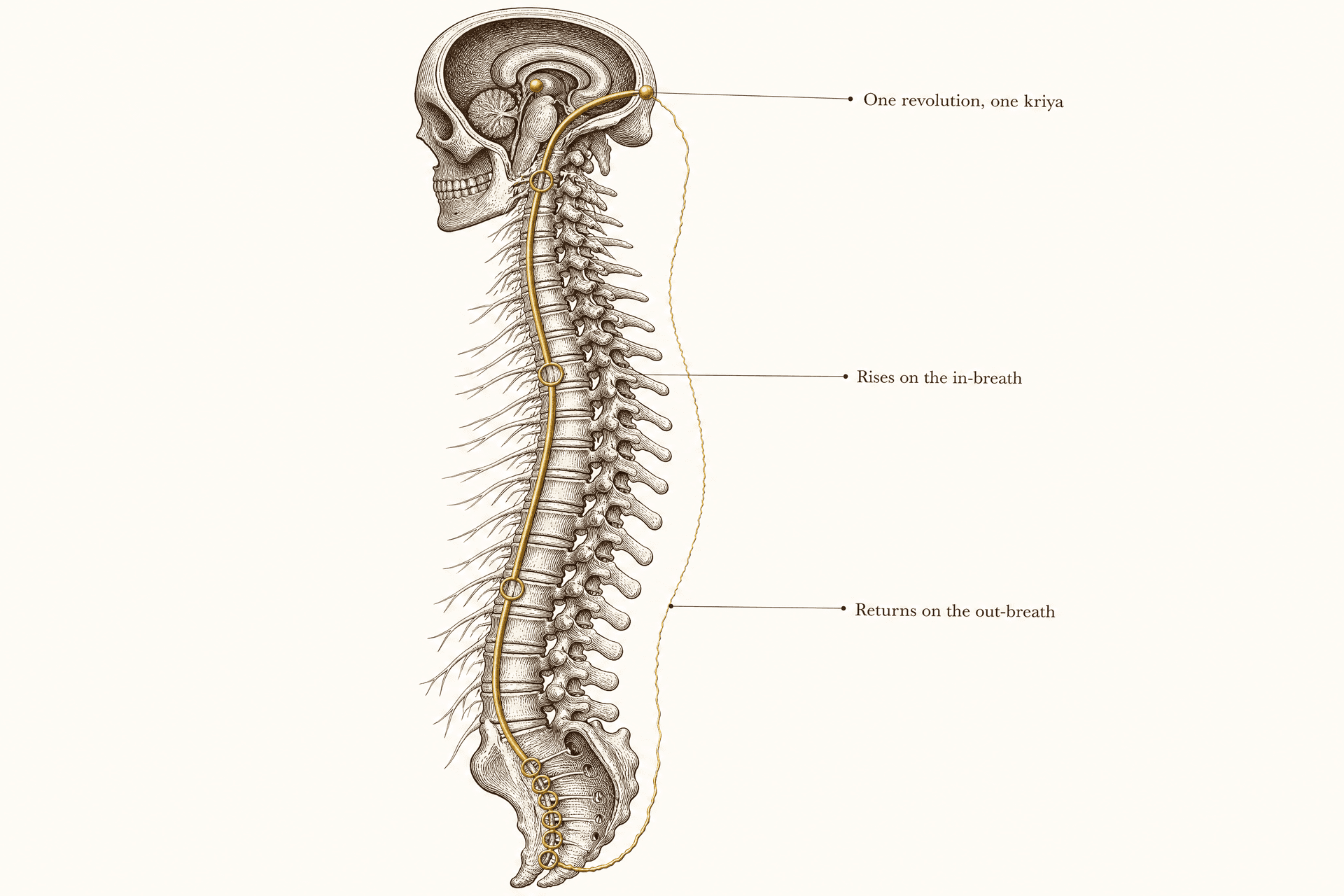 An engraved anatomical study of the spinal column drawn alone, the skull opened in cutaway to show the brain and brainstem, with one brass thread rising through ringed stations along the cord to a bead at the crown and returning down the outside of the column.